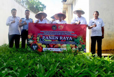 Lapas Lubuk Linggau Panen Sayuran Kangkung, Bukti Komitmen Dukung Ketahanan Pangan Nasional 