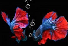 7 Cara Budidaya Ikan Cupang  yang Benar Dengan Hasil Maksimal Untuk Para Pemula, Yuk Simak Disini!