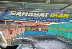 Rekomendasi Tempat Pembelian Bibit Ikan di Musi Rawas