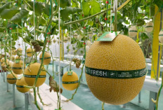 Petani Melenial Lebih Memilih Bertani Dengan Menggunakan Metode Hidroponik