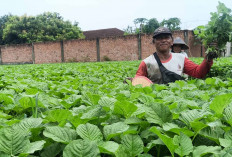 Sartono Warga Desa Tegal Rejo Memanfaatkan Lahan Kosong Dengan Menanam Tanaman Bayam