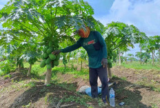  Trik yang dilakukan Petani Desa F Trikoyo Musi Rawas Tingkatkan Produksi Tanaman Pepaya Calina