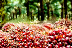 Harga TBS Kelapa Sawit Naik di Sumsel, Makin Moncer  10 -20 Tahun Rp3.618,09 per Kg