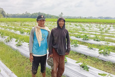 Gagal Panen, Petani di Musi Rawas Ini Beralih Menanam Terong Bulat