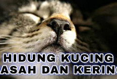 Banyak Orang yang Belum Tahu, Kenapa Hidung Kucing Basah dan Kering? Ternyata Karena ini 