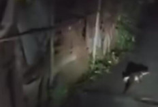 Warga Heboh Kemunculan Buaya Ukuran Sedang di Jalan Setapak Pada Malam Hari 