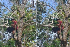 Demi Sinyal Internet! Warga Desa Binjai Musi Rawas Panjat Pohon