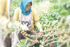 Usai Alami Kenaikan Harga yang Cukup Tinggi, Kopi di Musi Rawas Harganya Kembali Turun