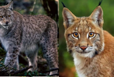 Banyak Cat Lovers yang Belum Tahu, Inilah 8 Fakta Menarik Kucing Lynx 