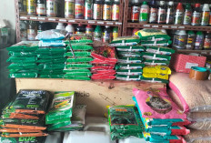 Harga Pupuk Naik Petani dan Pelaku Usaha Ngeluh