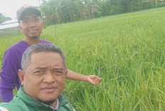 Di Desa Sukorejo Musi Rawas, dari 200 Hektar 33 Hektar Tidak Bisa Tanam Padi  