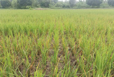 Petani di Musi Rawas Diminta Rutin Lakukan Monitoring Saat Musim Penghujan 