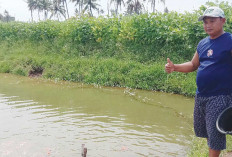 Ikan Koi Jadi Ladang Bisnis Menjanjikan, Sudah Dibuktikan Warga Tugumulyo Musi Rawas