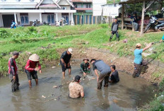 Gotong Royong Bersihkan Saluran Irigasi, Camat Tugumulyo Musi Rawas : Petani Susah Dapat Pasokan Air 