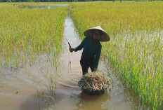 40 Hektare di Muratara Terendam Banjir, Petani Panen Dalam Keadaan Sawah Terendam Banjir