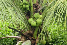 Luas Lahan Kelapa Menyusut, Produksi Ikut Tertekan di Musi Rawas 