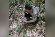 Teror Harimau di Muratara, BKSDA Sumsel Langsung Cek Lokasi