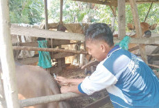 DTPHP Musi Rawas Berbagi Cara Mencegah Penyakit Mulut dan Kuku Pada Hewan Ternak