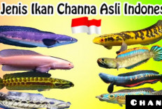 Pecinta Ikan Hias Wajib Tahu! Inilah 8 Jenis Ikan Channa Asli Indonesia Lengkap Dengan Asal Usulnya