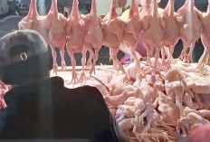 Harga Daging Ayam di Lubuklinggau Tembus Rp 40 Ribu Per Kg 