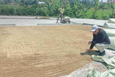 Kabar Baik, Mulai 26 Januari Bulog Kembali Beli Gabah Petani