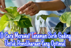 10 Cara Merawat Tanaman Sirih Gading untuk Pemeliharaan yang Optimal,Yuk Simak Disini