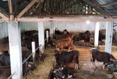 Harga Mulai Rp15 Juta, Sapi Kurban di Musi Rawas Mulai Dipesan Warga