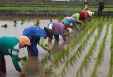 Sumatera Selatan Tingkatkan Produksi Beras dengan Penambahan Lahan Sawah, Ini 4 Wilayah di Prioritaskan