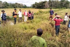 POPT Sumber Harta Anjurkan Petani Aktifkan Lagi Rumah Burung Hantu