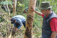 Warga Kuto Tanjung Muratara Cemas Harimau Masuk Pemukiman, ini Hasil Penelusuran BKSDA Sumsel