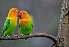 7 Cara Merawat Burung Lovebird Untuk Pemula 