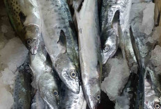 Harga Ikan Tenggiri Stabil, Permintaan Tetap Tinggi di Dua Pasar