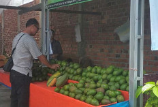 Alpukat Jumbo Jadi Buruan Warga, Pembeli Tertarik karena Ukurannya Besar dan Segar