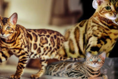 5 Ras Kucing Mirip Harimau Versi Mini,Imut Dan Lucu