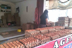 Pasokan Lancar Harga Telur Ayam Stabil Pasca Lebaran