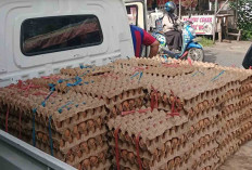Harga Telur Ayam Turun, Agen Masih Tahan Harga