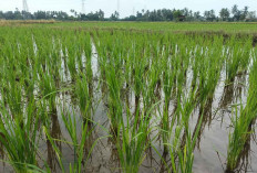 Petani Monitoring Hama Serta Pengamatan LTT