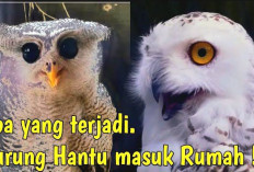 Inilah 5 Mitos Kemunculan Burung Hantu Didalam Rumah,Yuk Simak Disini!