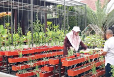 Begini Perkebunan Konsep Integrated Farming Mini Skala Rumahan  