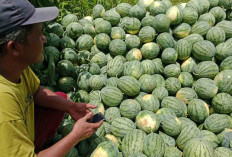 Harga di Petani Tinggi, Petani di Musi Rawas Kembali Budidaya Tanaman Semangka dengan Sistem Tumpang Sari 