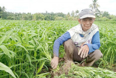 Kiat Sukses Bisnis Sayuran Kangkung dari Purdianto, Petani Asal Tugumulyo Musi Rawas 