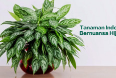 5 Tanaman Indoor Bernuansa Hijau Ini Bikin Kesan Ruangan Jadi Lebih Hidup dan Fresh