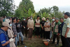 Hama Tikus Serang Padi Petani di Musi Rawas, PPL, PPOT dan Petani Lakukan Gerdal