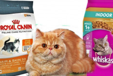 6 Merk Makanan Kucing Murah Bisa Membuat Bulu Kucing Lebat dan Kuat