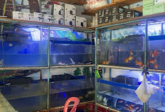 Toko Ikan Hias Ini Menawarkan Koleksi Ikan dan Aksesoris Lengkap