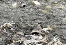 Musim Hujan Jadi Tantangan Pembudidaya Ikan Patin di Musi Rawas, Banyak Ikan Patin Terserang Jamur dan Mati