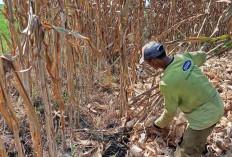 Petani di Desa Wonokerto Lebih Memilih Menanam Jagung, Ini Alasannya