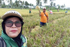 PPL Beralih Jadi Pegawai ASN Kementerian Pertanian, Ini Perbedaannya