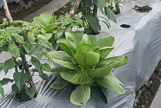 Pakai Tumpang Sari, Petani Cabai di Musi Rawas Tetap Raup Untung 