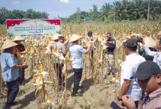 Panen Jagung, Kapolres Lubuk Linggau Pastikan Pendistribusian Hasil Panen Terserap Dengan Baik 